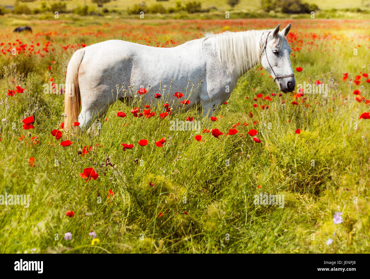 Wallpaper #8h2ULJMBlOZrFDOkIMqE259 Beautiful White Horse in a Field of Blooming Poppies Stock Photo Alamy