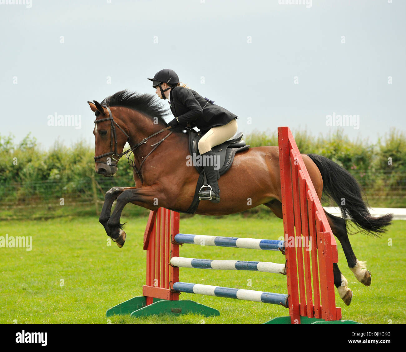 Wallpaper #Gx2aLJMBlOZrFDOk68sw260 Collection 97 Wallpaper Images of Horse Jumping Updated
