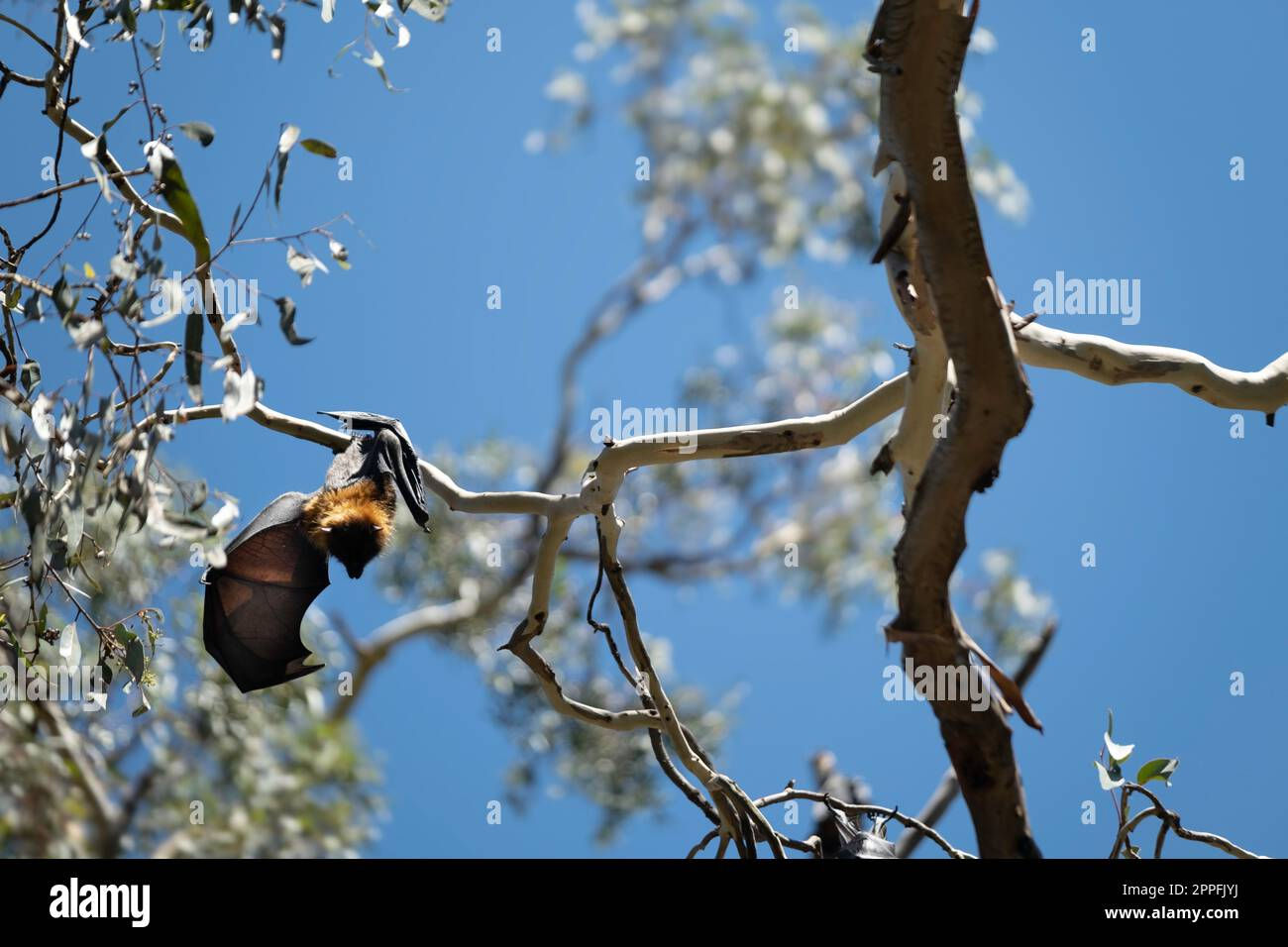 Wallpaper #2mdTDJMBSpphPi3-nt1P366 Fruit Bats Grey Headed Flying Foxes Hanging Upside Down in a Tree in