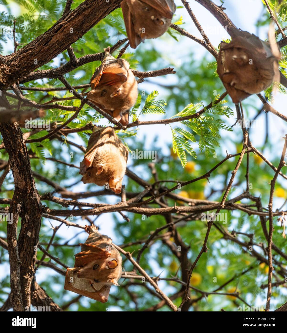 Wallpaper #2mdTDJMBSpphPi3-nt1P305 Fruit Bats Hanging in a Tree Hwange National Park Zimbabwe During