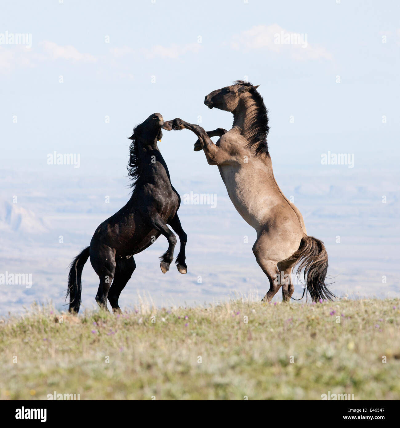 Wallpaper #YOpmVZMBlwTYPL18sg1d104 Wild Horses Mustangs Two Stallions Play Fighting Pryor Mountains
