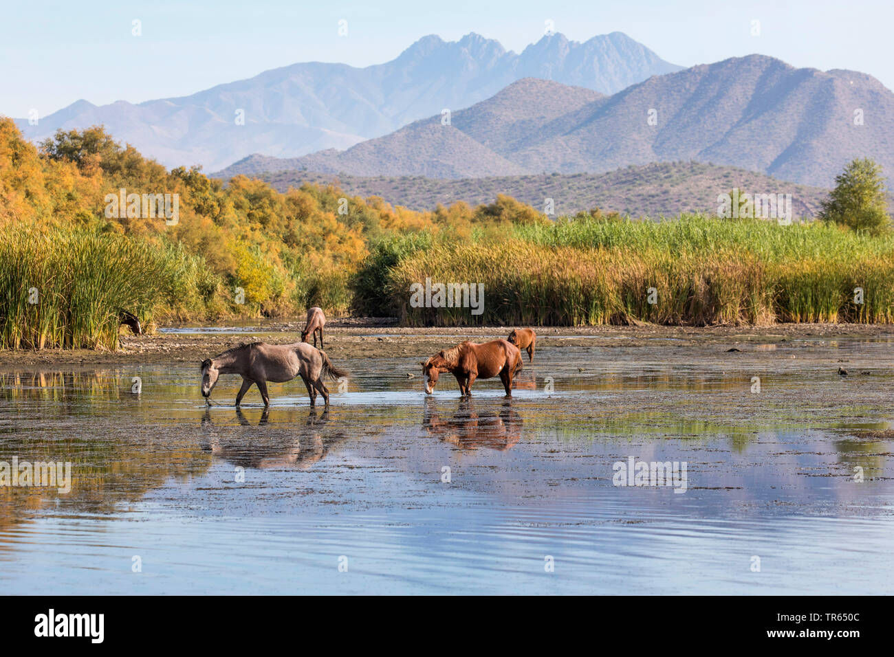 Wallpaper #zmdv6pIBSpphPi3-uUbV264 Wild Mustang North America Hi Res Stock Photography and Images Alamy