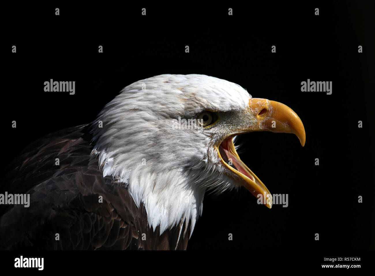 Wallpaper #6ef95 11209 Gier Eagle Images Stock Photos Vectors Shutterstock