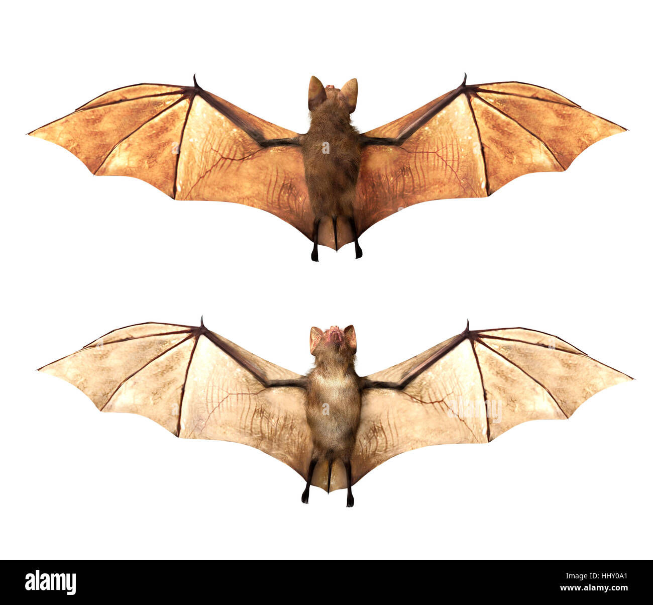 Wallpaper #txnGHY8BtGB6xQ78rHfr56 Vampire Bats Isolated on White Background 3D Rendring Stock Photo Alamy