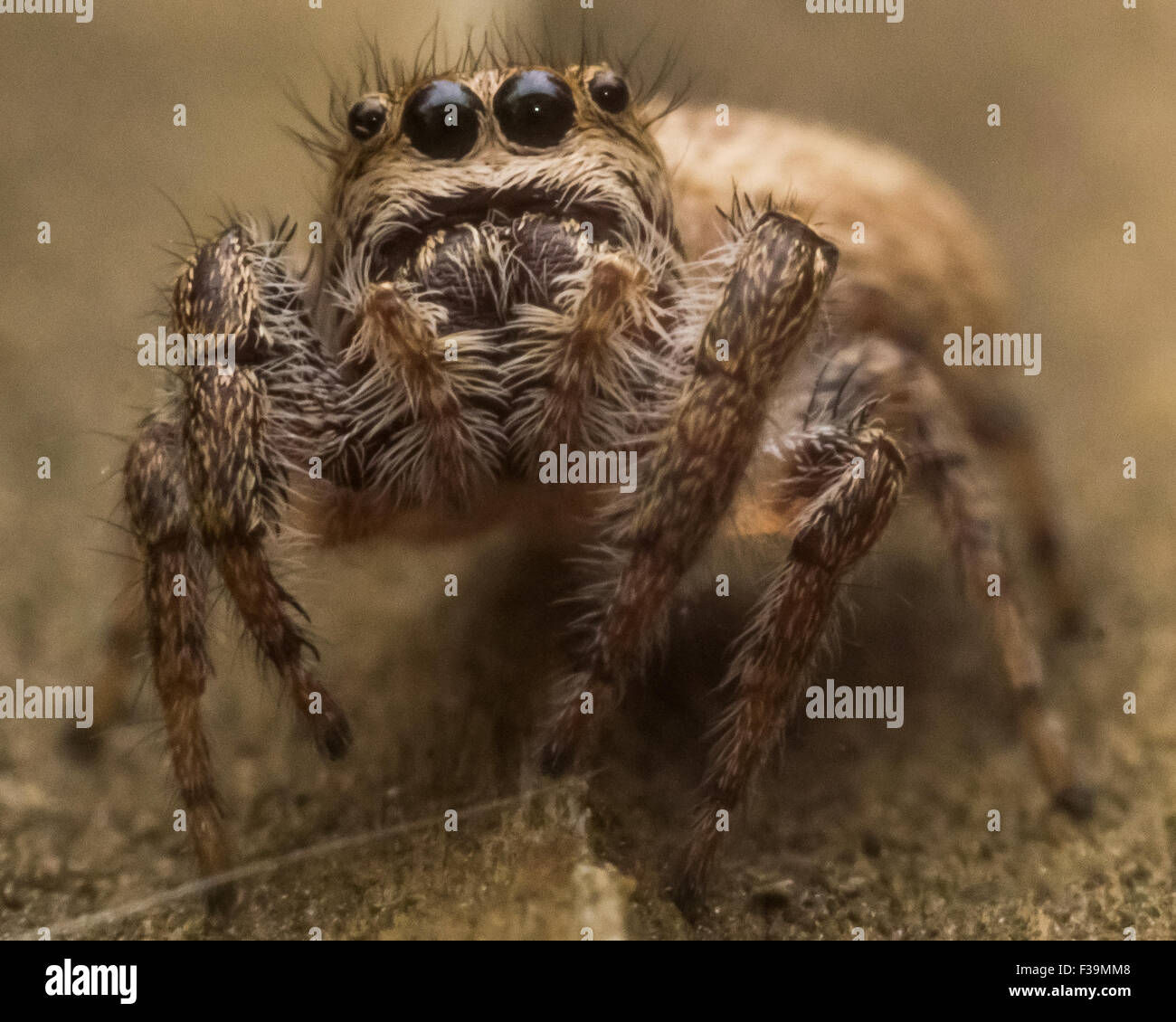 Wallpaper #wmfS65IBSpphPi3-9k4K12 Metallic Jumping Spider Hi Res Stock Photography and Images Alamy