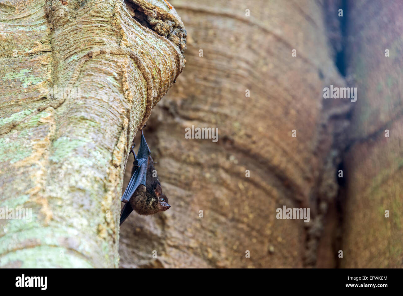 Wallpaper #2mdTDJMBSpphPi3-nt1P168 Amazon Bolivia Tree Bat Hi Res Stock Photography and Images Alamy