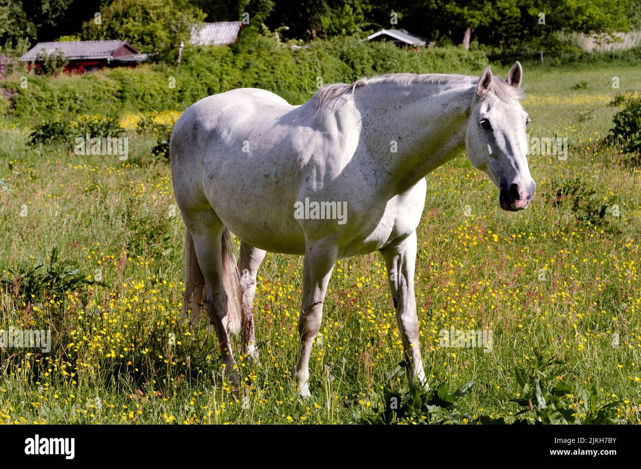 Wallpaper #8h2ULJMBlOZrFDOkIMqE138 A Beautiful White Horse Grazing in a Field with a Forest and Houses in