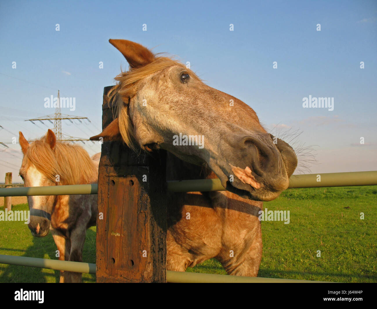 Wallpaper #-2cU-ZIBSpphPi3-KovY265 Horses Breeding Up Close Popsugar Family