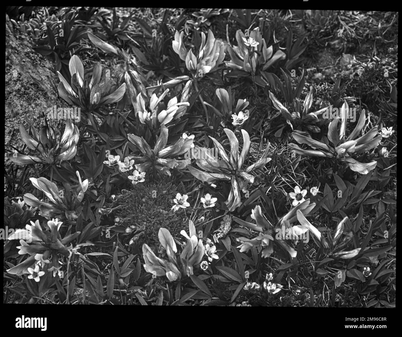 Wallpaper #_F7fMpMBborbLbczHl-2348 Fabaceae Family Black and White Stock Photos Images Alamy