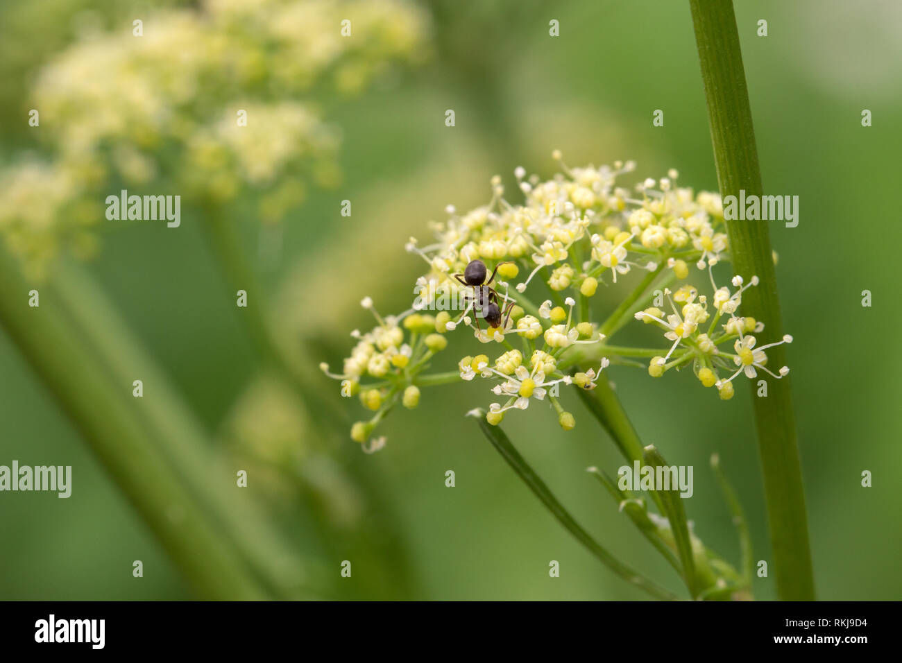 Wallpaper #9mdFCpMBSpphPi3-NNO0384 An Ant Crawling on the Plant Stock Photo Alamy