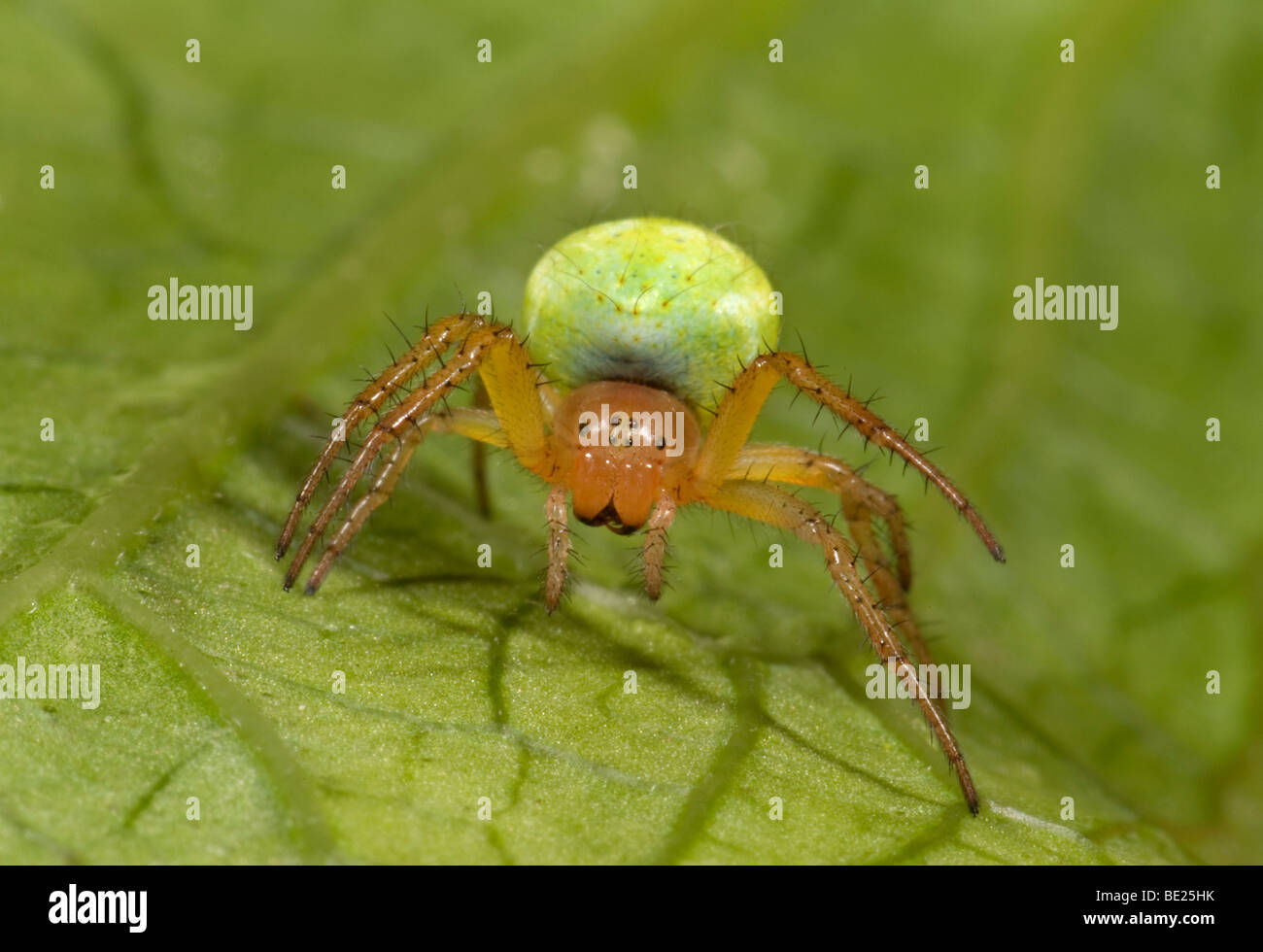 Wallpaper #-vQcOpMBKFX8bn3rt3dJ339 Green Cucumber Spider Hi Res Stock Photography and Images Alamy