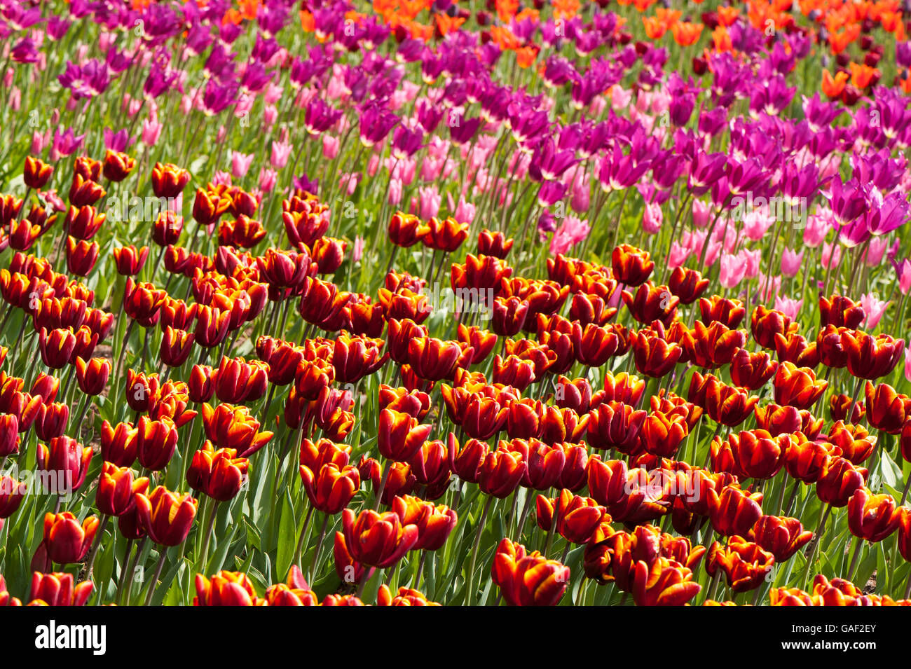 Wallpaper #0f480 Tulips Golden Varietie Stock Image Image of Grass 19338473