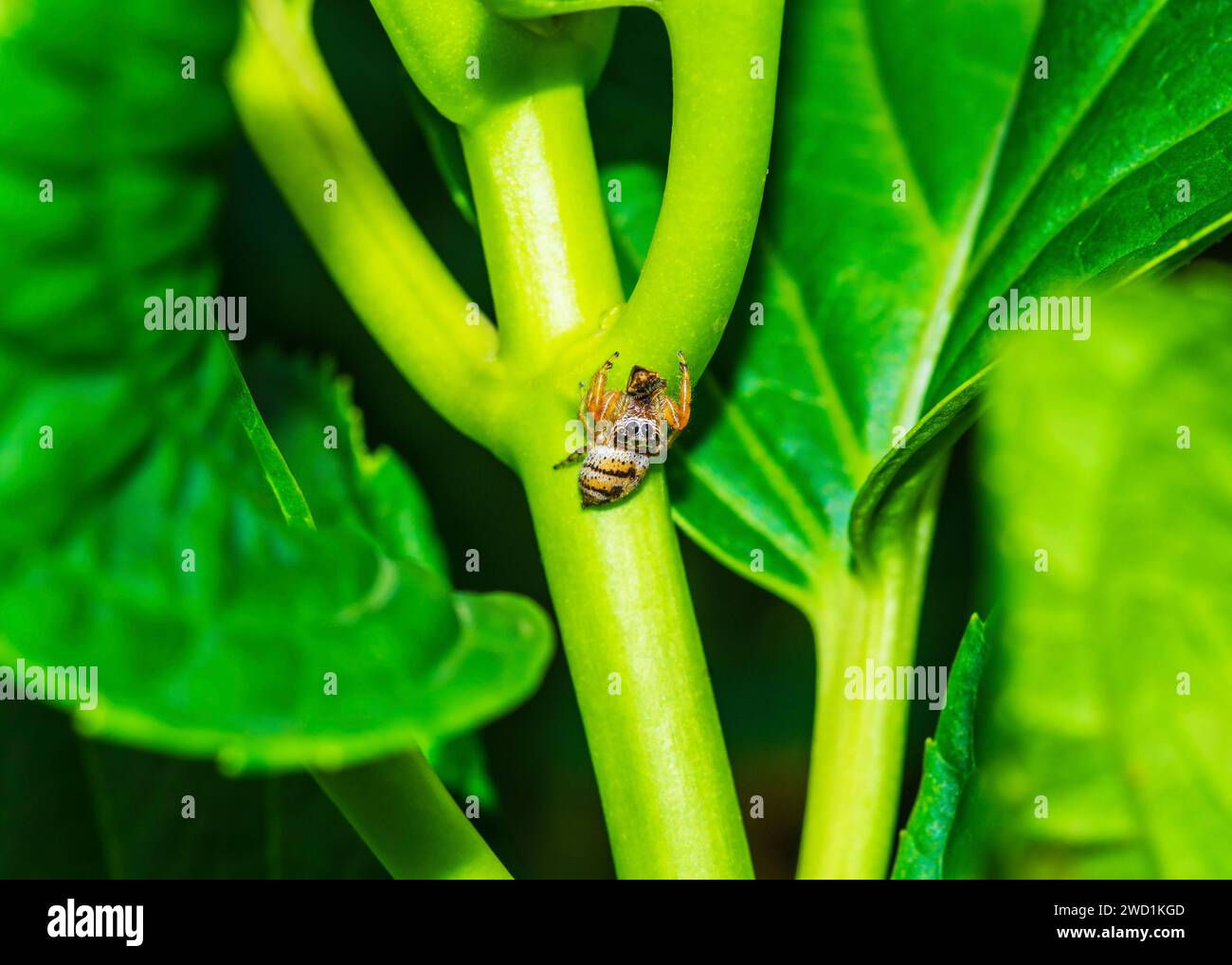 Wallpaper #wWeM-5IBSpphPi3-WJSY495 Jumping Spider Skull Pattern Head Rare Very Few Sightings South Africa