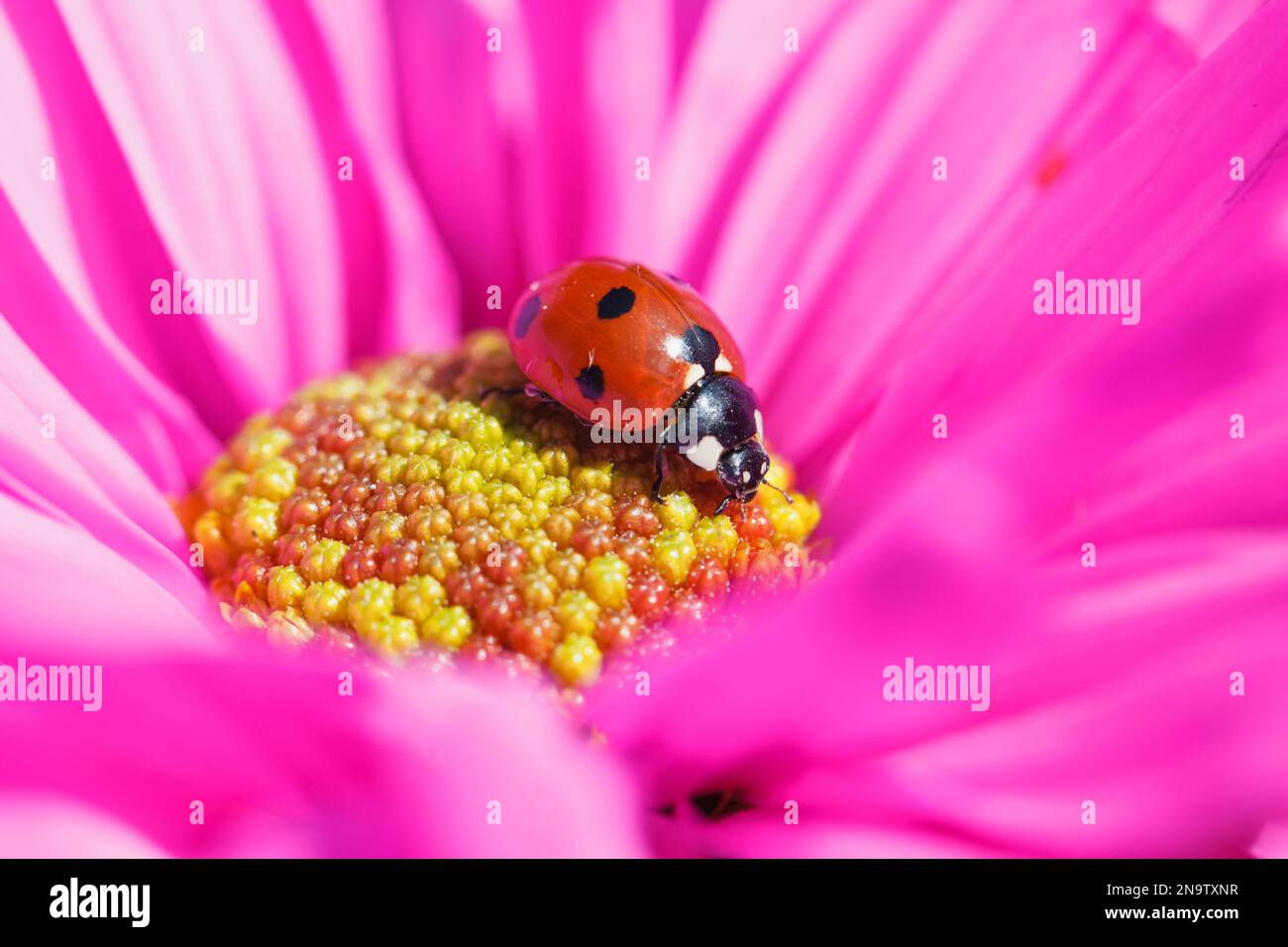 Wallpaper #9mdFCpMBSpphPi3-NNO0303 Spotted Pink Lady Beetle Hi Res Stock Photography and Images Alamy