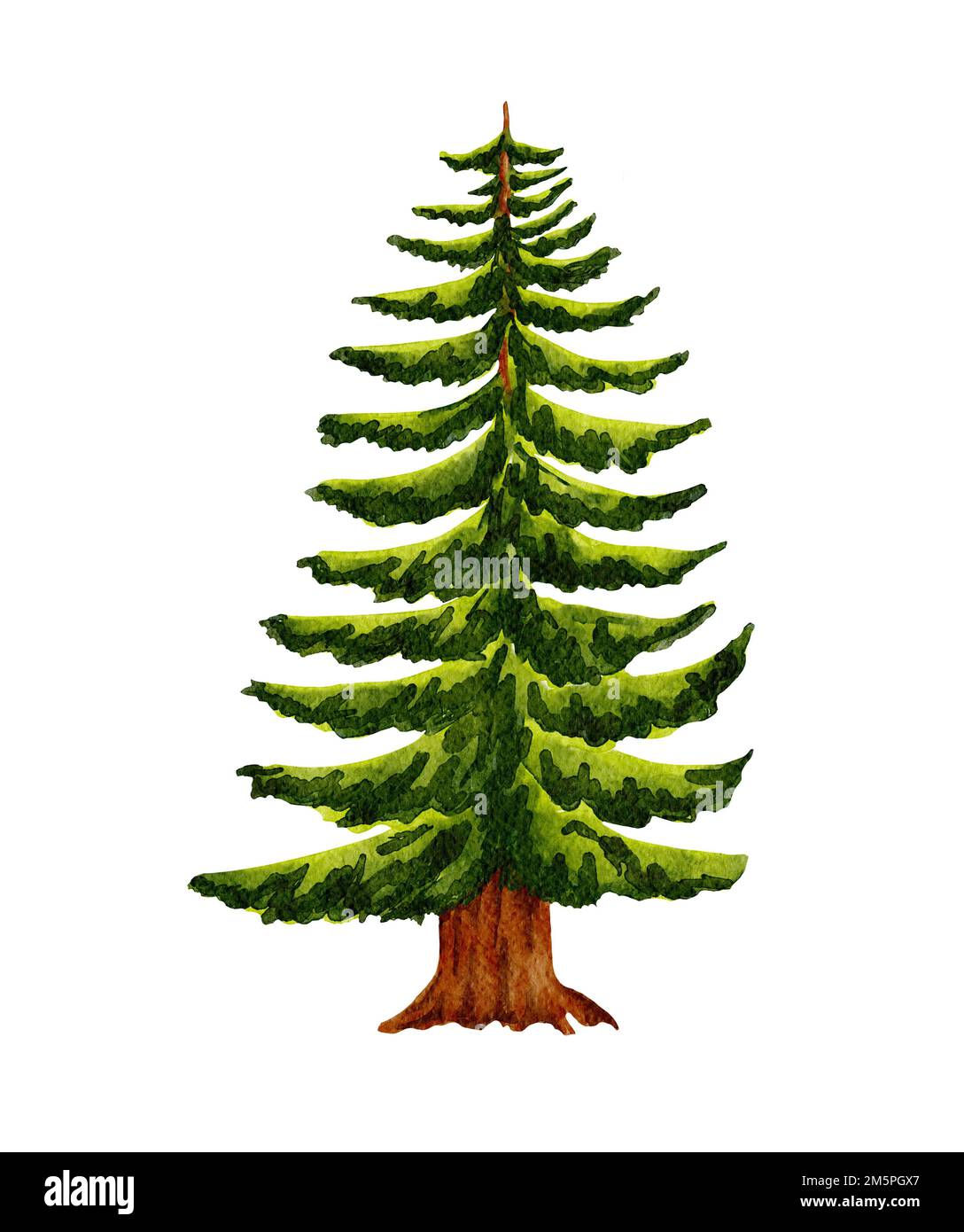 Wallpaper #lGcDC5MBSpphPi3-T9ct370 Watercolor Forest Tree Hand Drawn Pine Trees Illustration Stock Photo