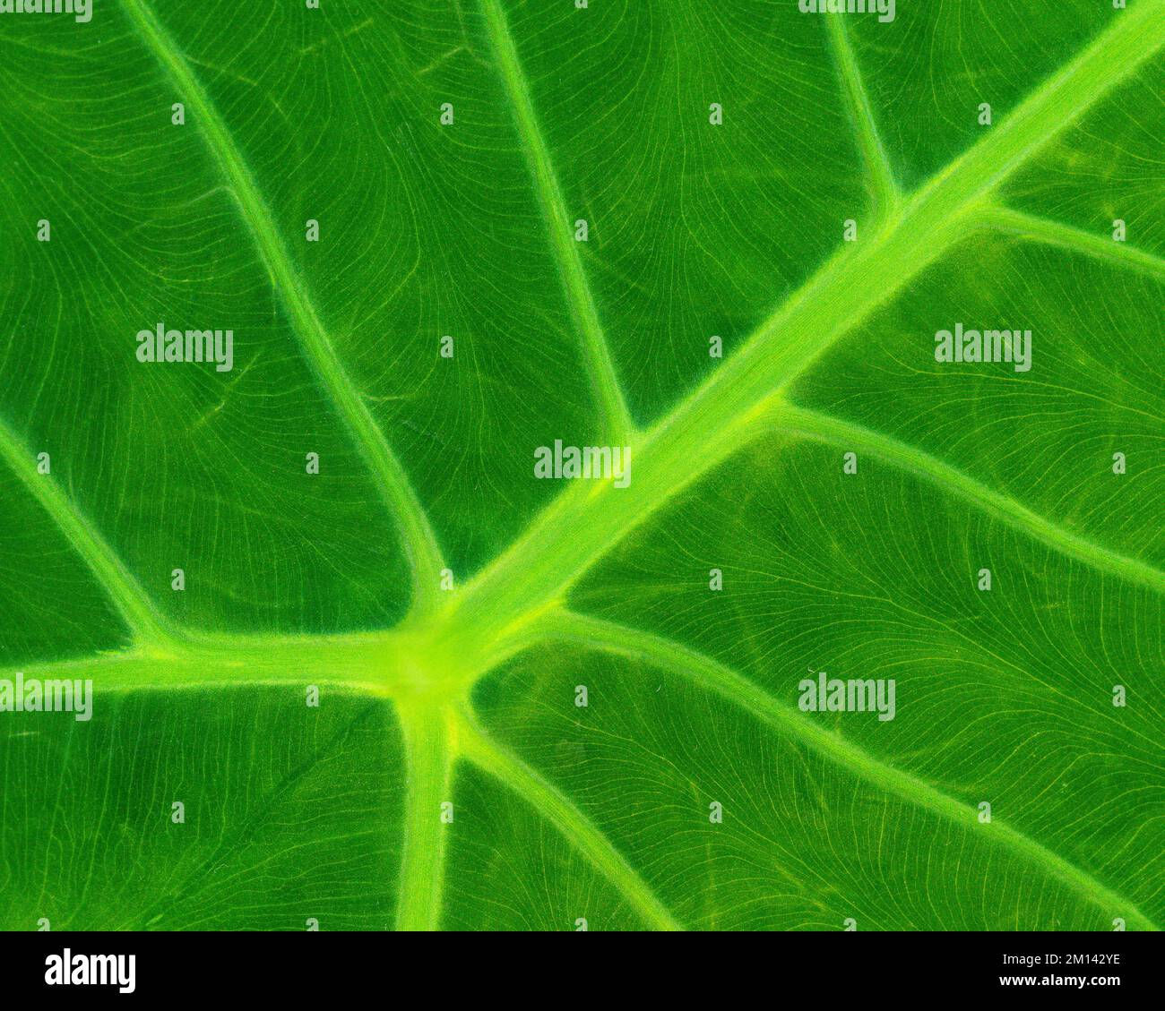 Wallpaper #am19apcBycdYOYFTxHE6157 Backlit Detail of Bright Green Leaf Pattern Forms Background Stock