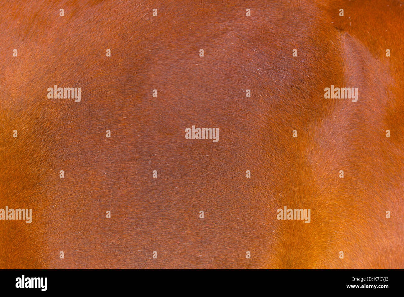 Wallpaper #wnfOJZMB-pgBXx60tp_N345 High Detail of Horse Skin Animal Skin Brown Color Hair Texture Stock