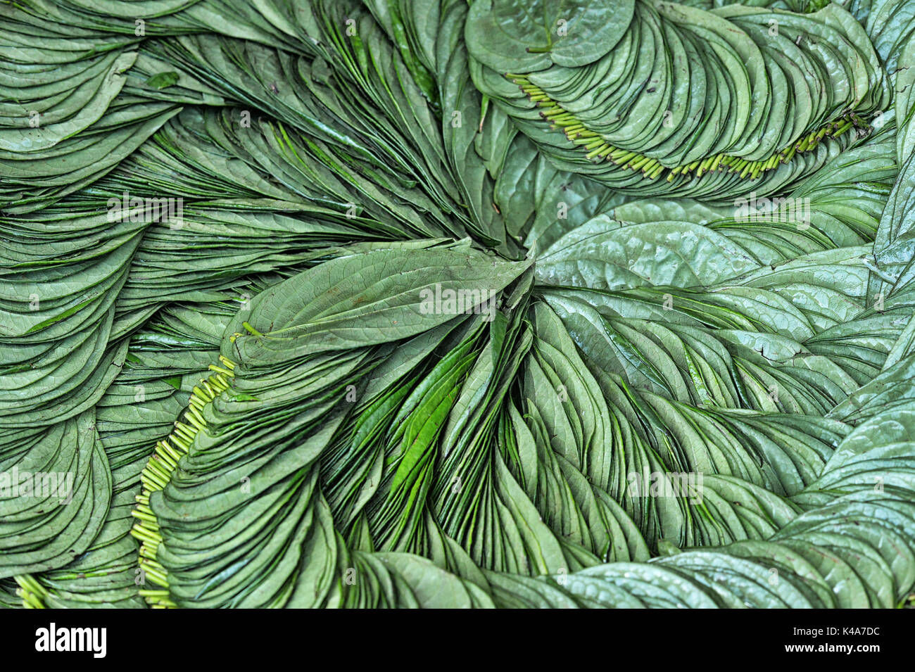 Wallpaper #am19apcBycdYOYFTxHE6155 Green Leaves Pattern Stock Photo Alamy