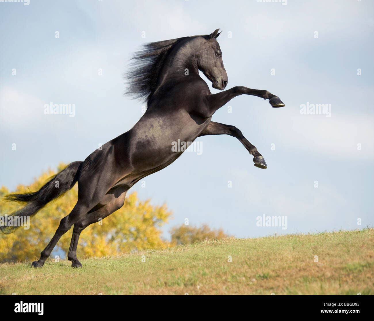 Wallpaper #-2cU-ZIBSpphPi3-KovY147 Morgan Horse Stallion Rearing on Horizon Stock Photo Alamy
