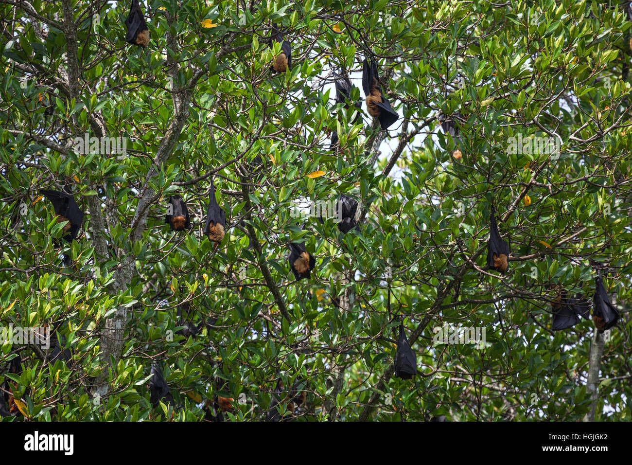 Wallpaper #2mdTDJMBSpphPi3-nt1P367 Fruit Bats in Trees Hi Res Stock Photography and Images Alamy