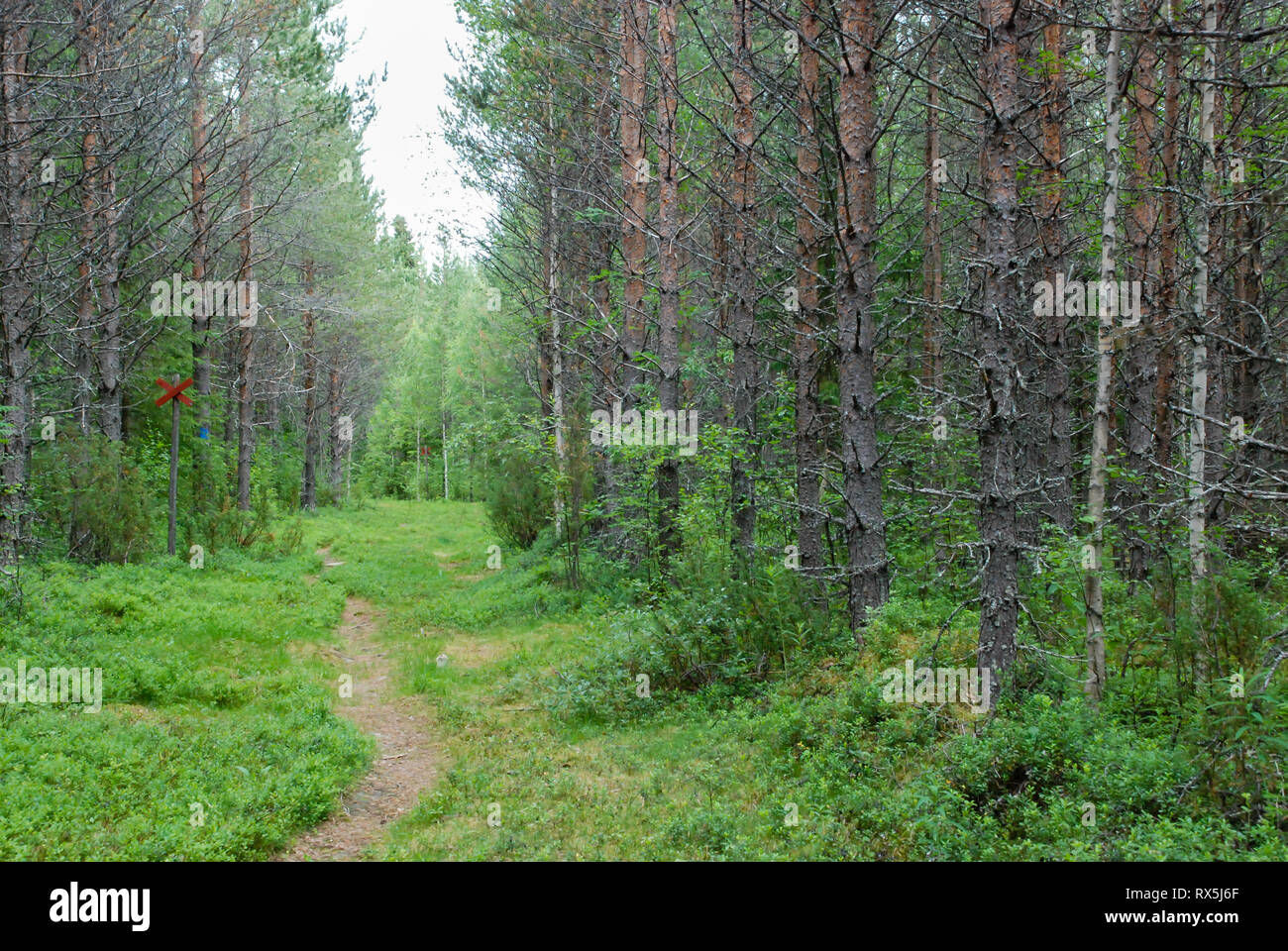 Wallpaper #rHfNJ5MB-pgBXx60M6f737 Taiga Forest Boreal Forest Biome Natural Wild Landscape in North