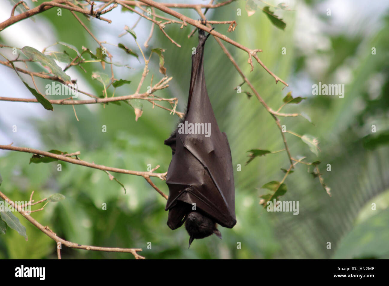 Wallpaper #2mdTDJMBSpphPi3-nt1P13 Fruit Bat Hanging from a Tree with Wings Wrapped Around Its Body Stock