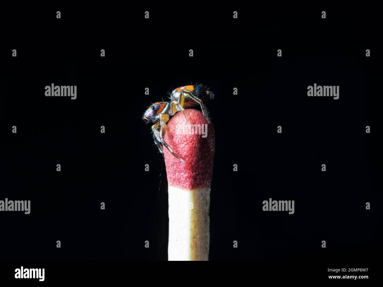 Wallpaper #wmfS65IBSpphPi3-9k4K26 The Metallic Jumping Spider on a Matchstick Stock Photo Alamy