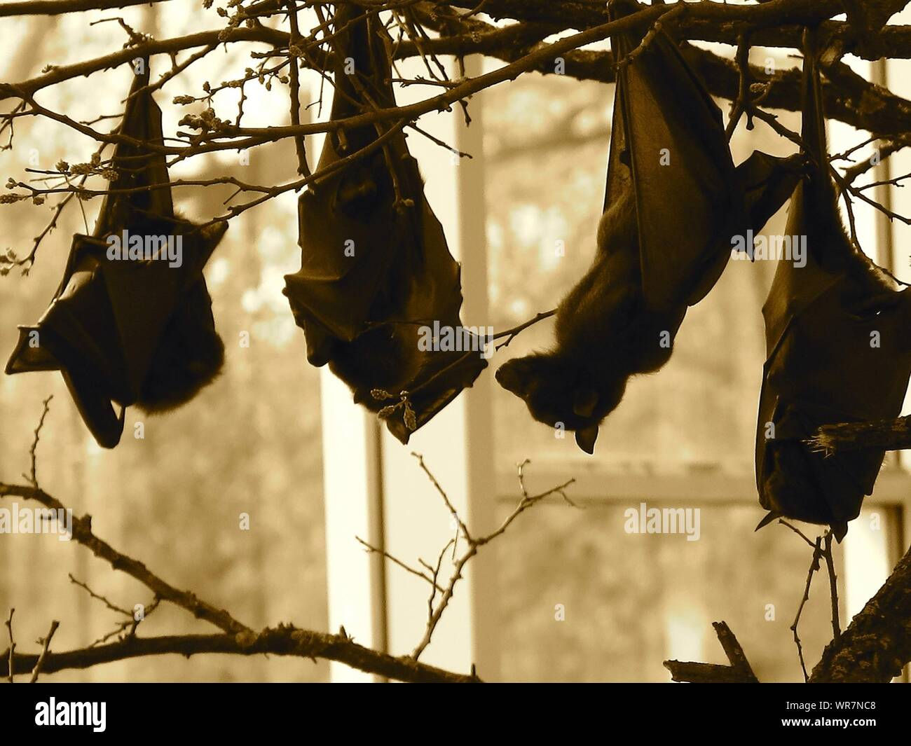 Wallpaper #2mdTDJMBSpphPi3-nt1P112 Four Bats Hanging Hi Res Stock Photography and Images Alamy