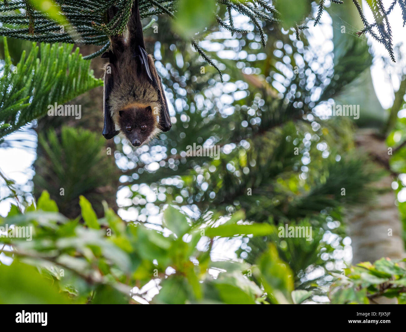 Wallpaper #2mdTDJMBSpphPi3-nt1P10 Portrait of Bat Hanging from Tree Stock Photo Alamy