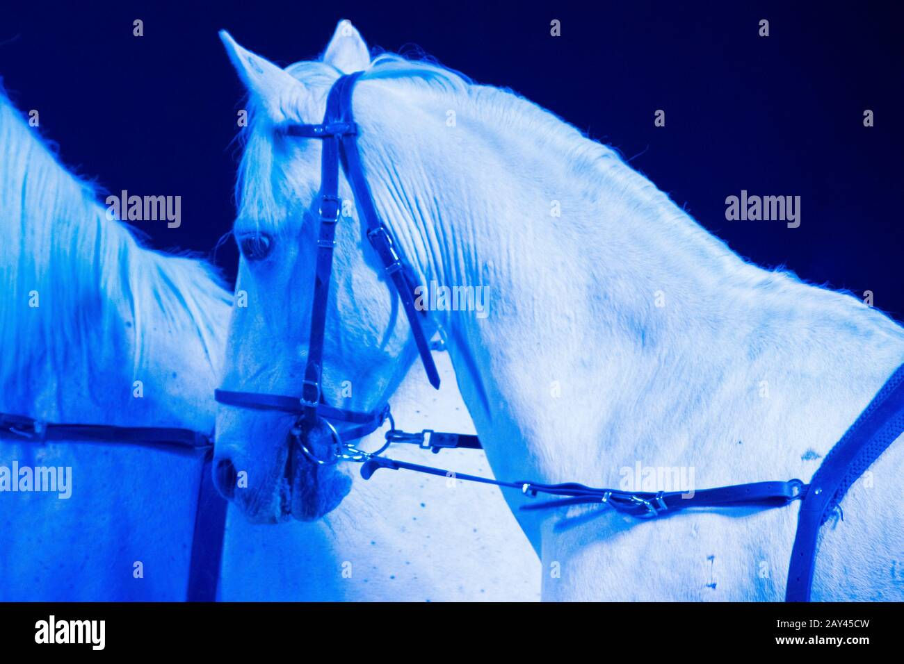 Wallpaper #8h2ULJMBlOZrFDOkIMqE176 A Beautiful White Horse Staring at His Brother Stock Photo Alamy