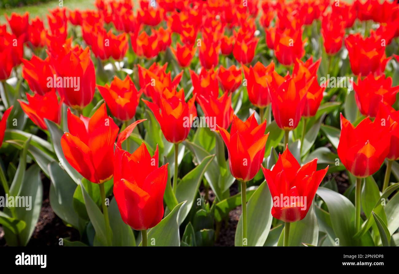 Wallpaper #0f480 Tulips Golden Varietie Stock Image Image of Grass 19338473