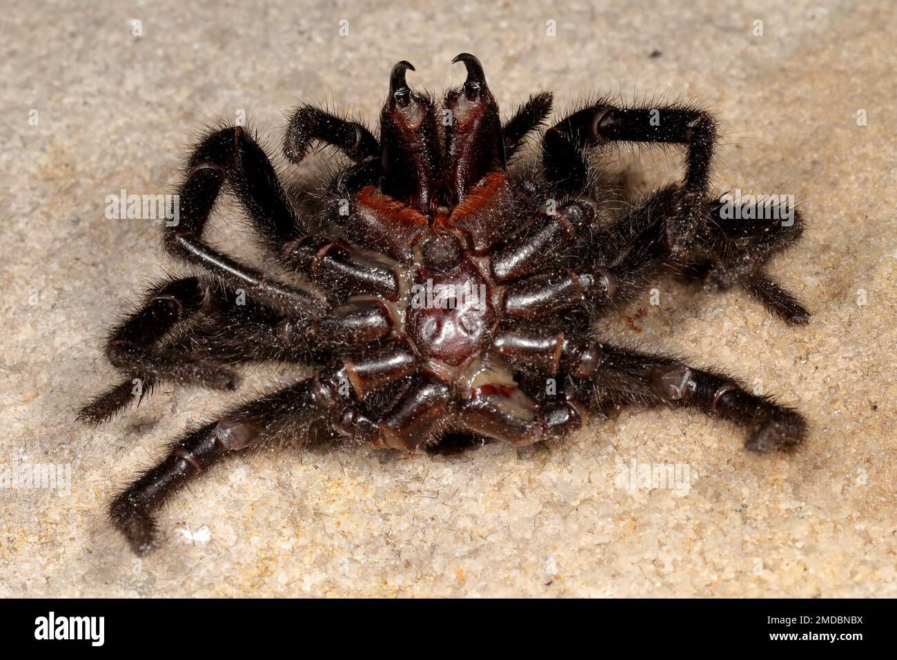 Wallpaper #82dGAZMBSpphPi3-KqlJ14 Highly Venomous Sydney Funnel Web Spider Stock Photo Alamy