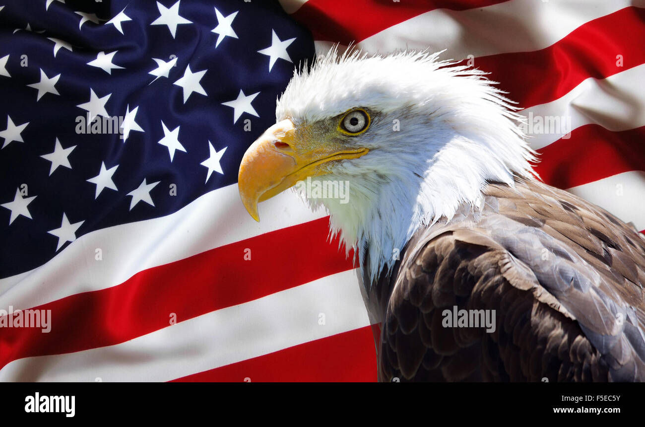 Wallpaper #6ef95 11209 Gier Eagle Images Stock Photos Vectors Shutterstock
