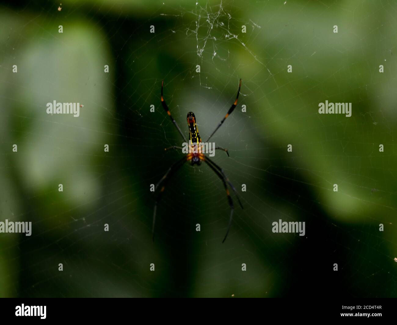Wallpaper #MmhtGpMBSpphPi3-Uxyl341 Multi Colored Spider on Spider Web Selective Focus Stock Photo Alamy