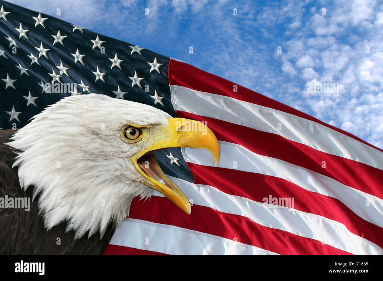 Wallpaper #6ef95 11209 Gier Eagle Images Stock Photos Vectors Shutterstock