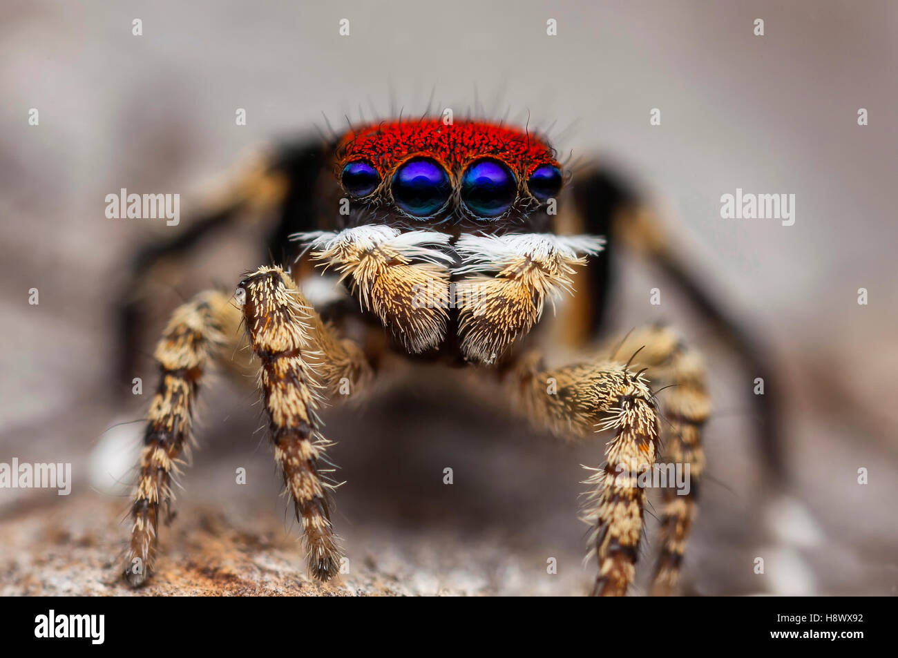 Wallpaper #nmcSDpMBSpphPi3-3ej17 Peacock Spider Wallpaper