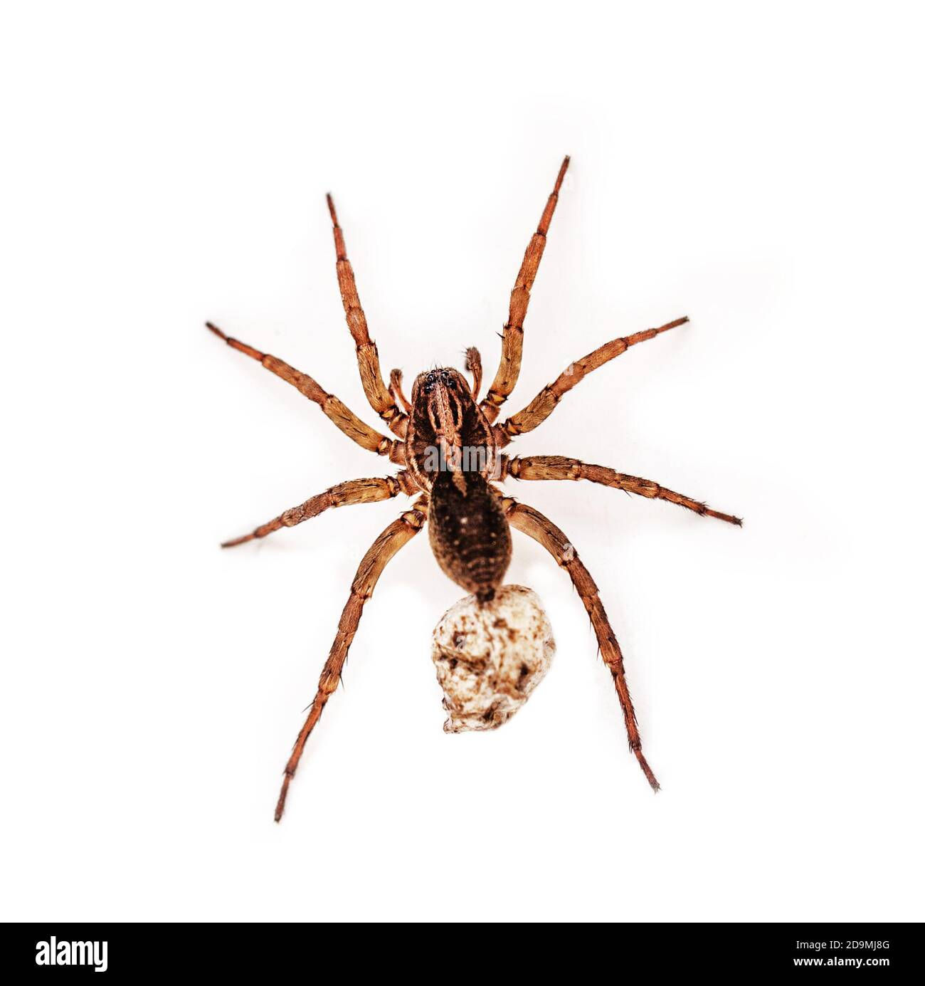 Wallpaper #YvRGOpMBKFX8bn3r4nhy368 Original Pregnant Spider on White Isolated Background Stock Photo Alamy