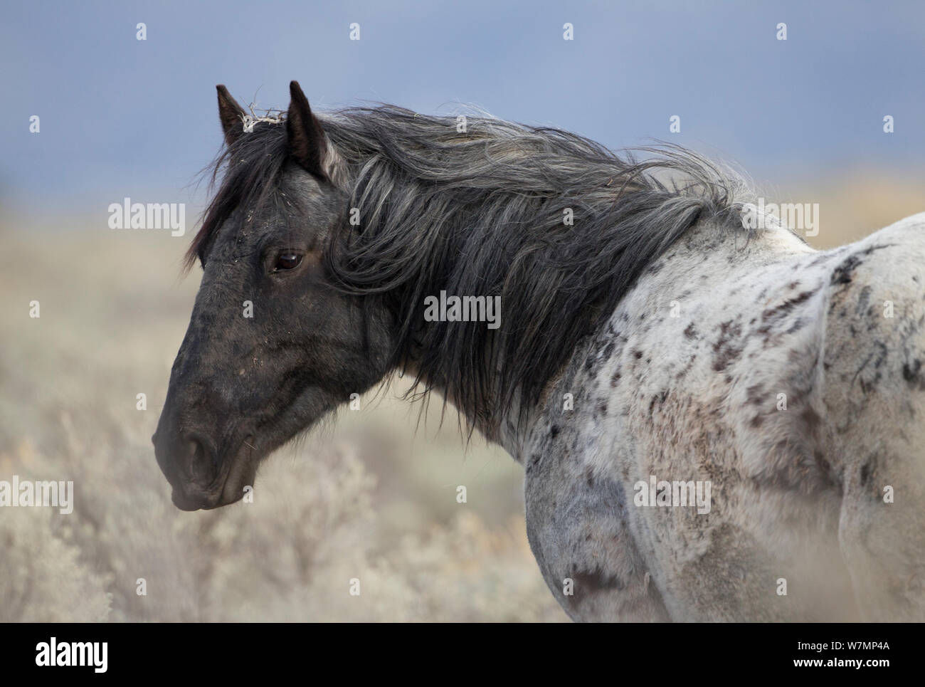 Wallpaper #-XMxhI4BFI5NbQks2hxF6 Grey Mustang Horse