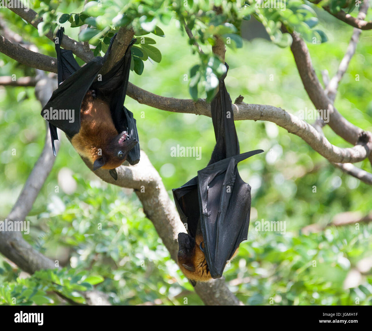 Wallpaper #2mdTDJMBSpphPi3-nt1P154 Fox Bats Hanging in Tree Stock Photo Alamy