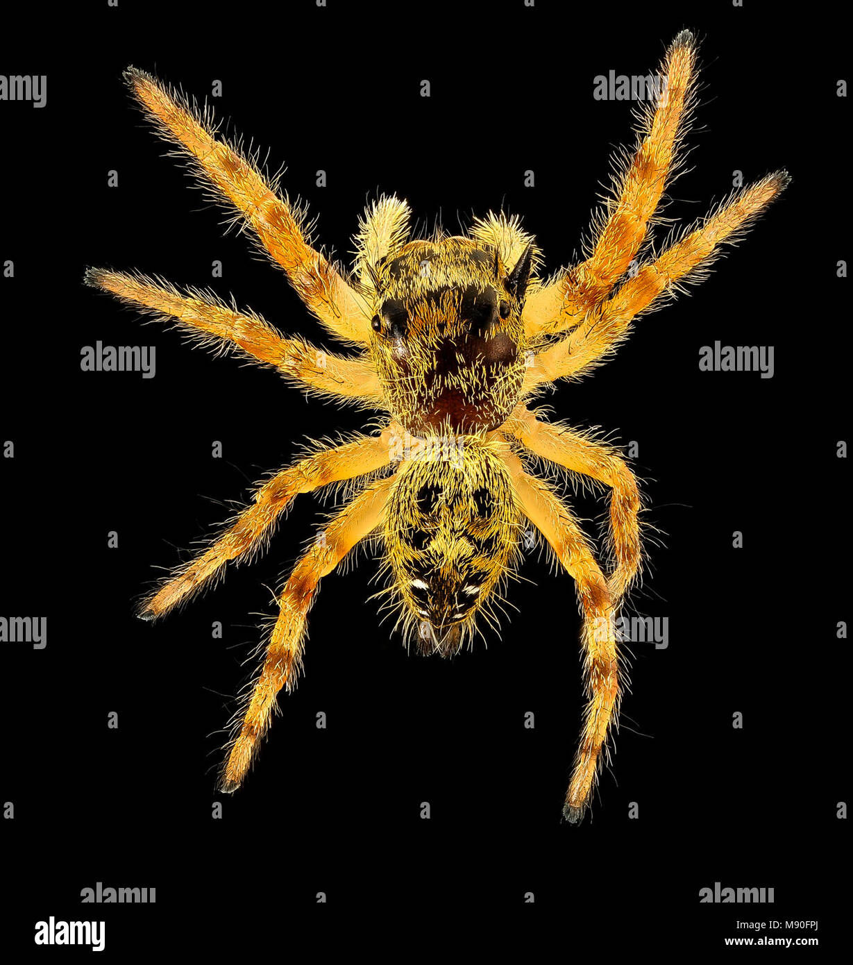 Wallpaper #e2dv9JIBSpphPi3-JXru256 Jumping Spider Full View Beltsville Md Stock Photo Alamy