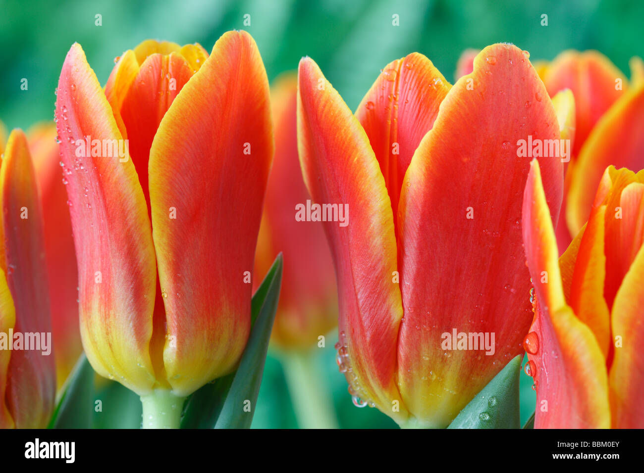 Wallpaper #0f480 Tulips Golden Varietie Stock Image Image of Grass 19338473