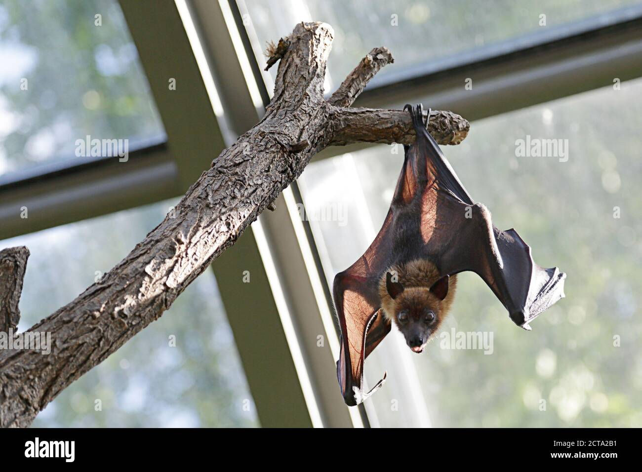 Wallpaper #2mdTDJMBSpphPi3-nt1P7 Bat Hanging on a Tree Branch Stock Photo Alamy