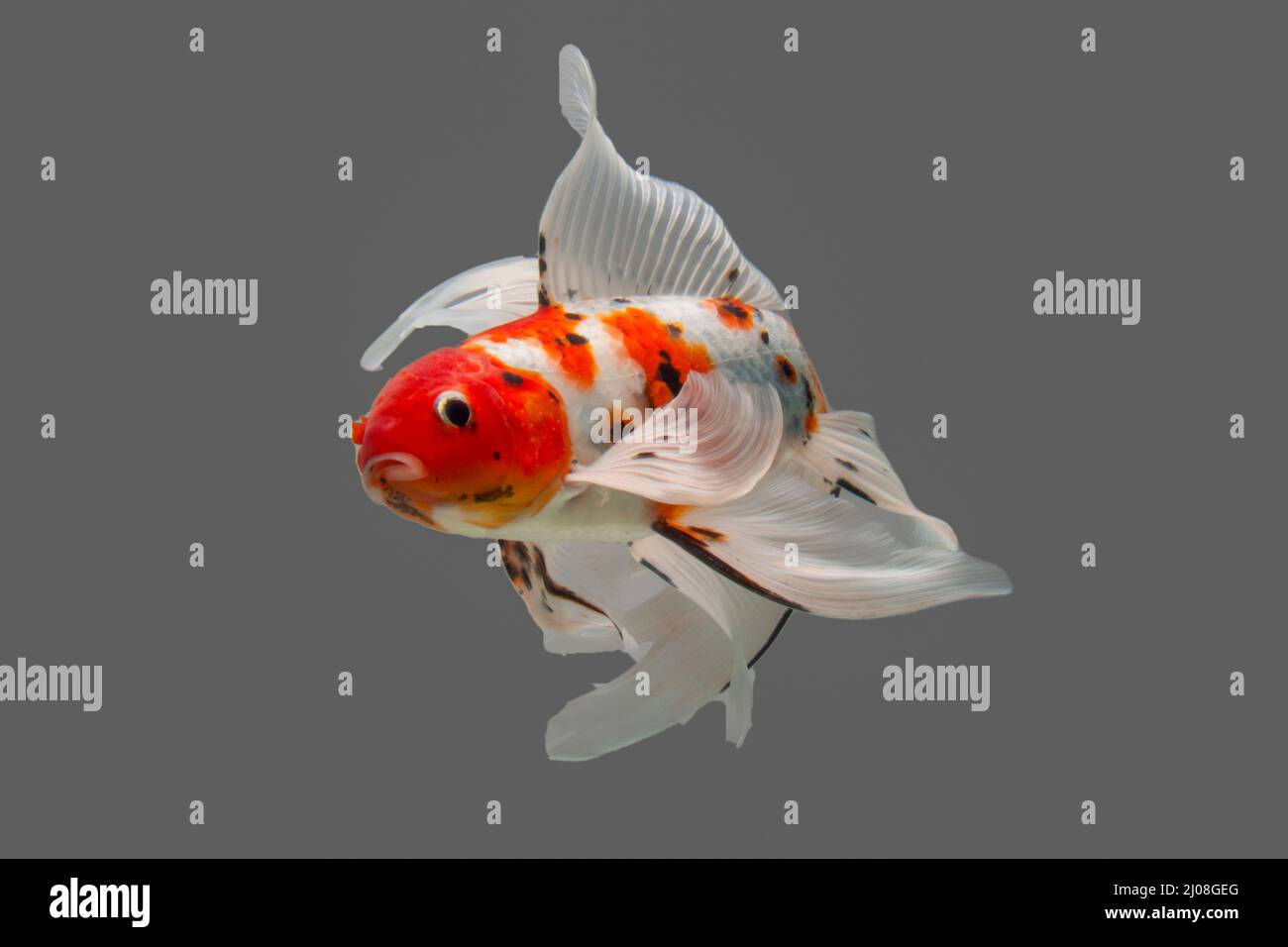 Wallpaper #4f2e6 Koi Fish Heart Original Watercolor Painting Etsy