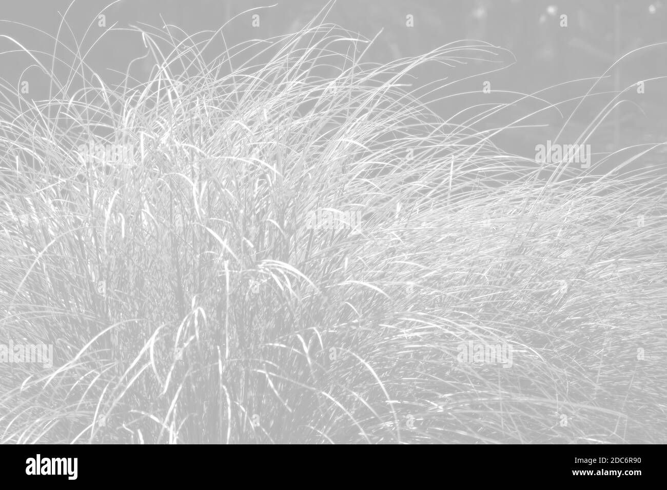 Wallpaper #GSyrSpMB0E1QgA7wSfdY357 Soft Nature Background Long Leaves of Grass Illuminated by Sun Image
