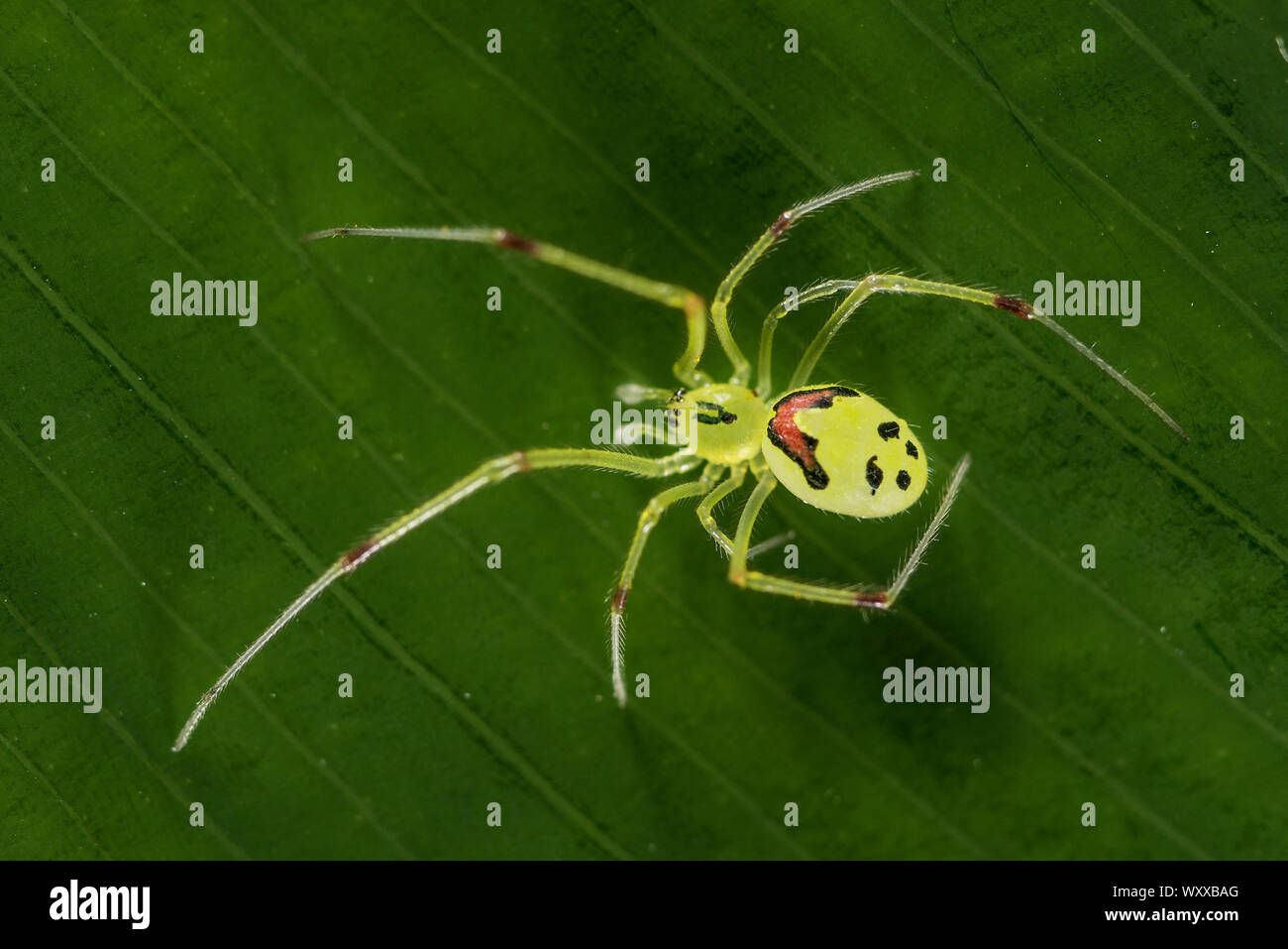 Wallpaper #q2cuCZMBSpphPi3-j85425 Hawaiian Happy Face Spider Theridion Grallator is a Spider in the