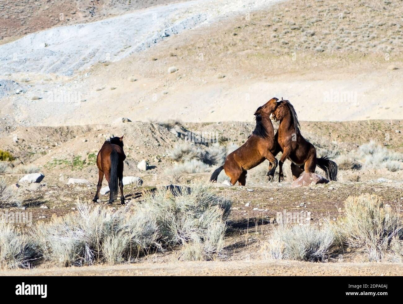 Wallpaper #eXS5wI4B_8f4nGFabW2239 Wild Nevada Mustang Horses Fighting in a Desert Setting Stock Photo Alamy