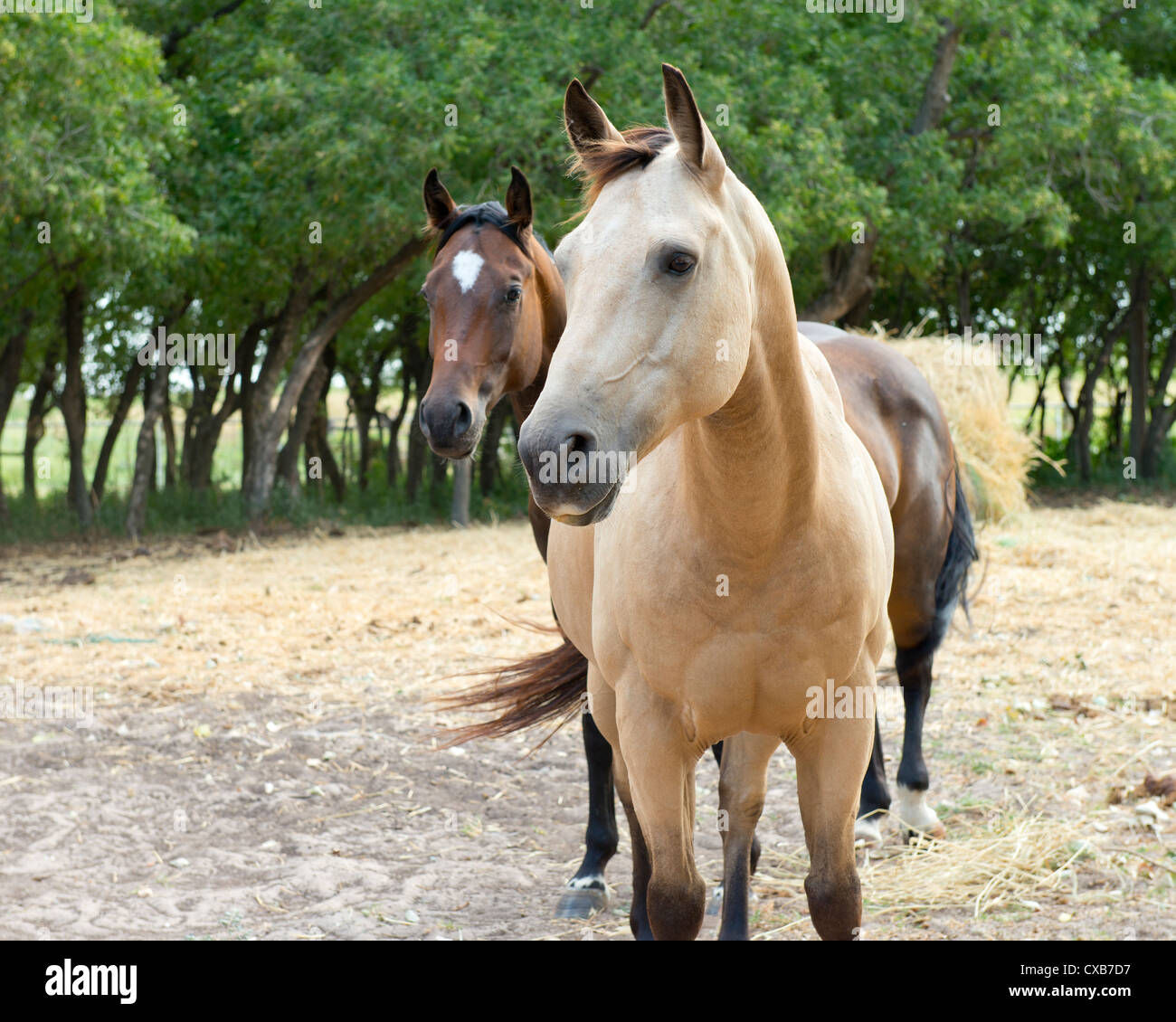 Wallpaper #ZfuAgZcBx-Hc5Y20Bqws56 Buckskin Paint Quarter Horse