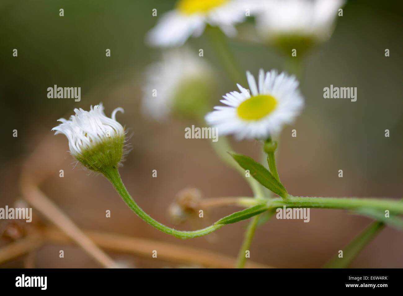 Wallpaper #3mhXIpMBSpphPi3-4TKc83 Beautiful Daisies on a Flower Background Stock Photo Alamy