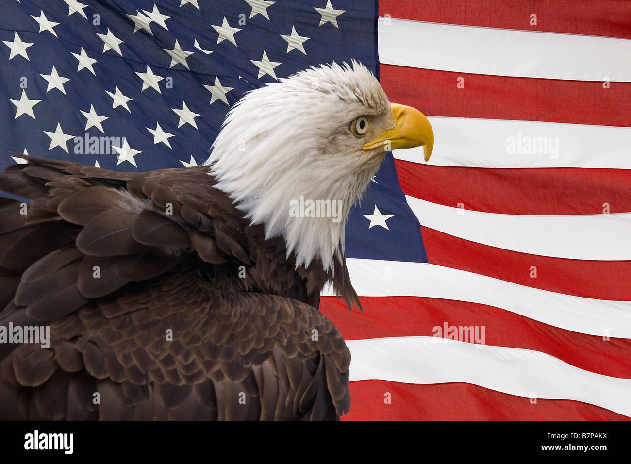 Wallpaper #6ef95 11209 Gier Eagle Images Stock Photos Vectors Shutterstock