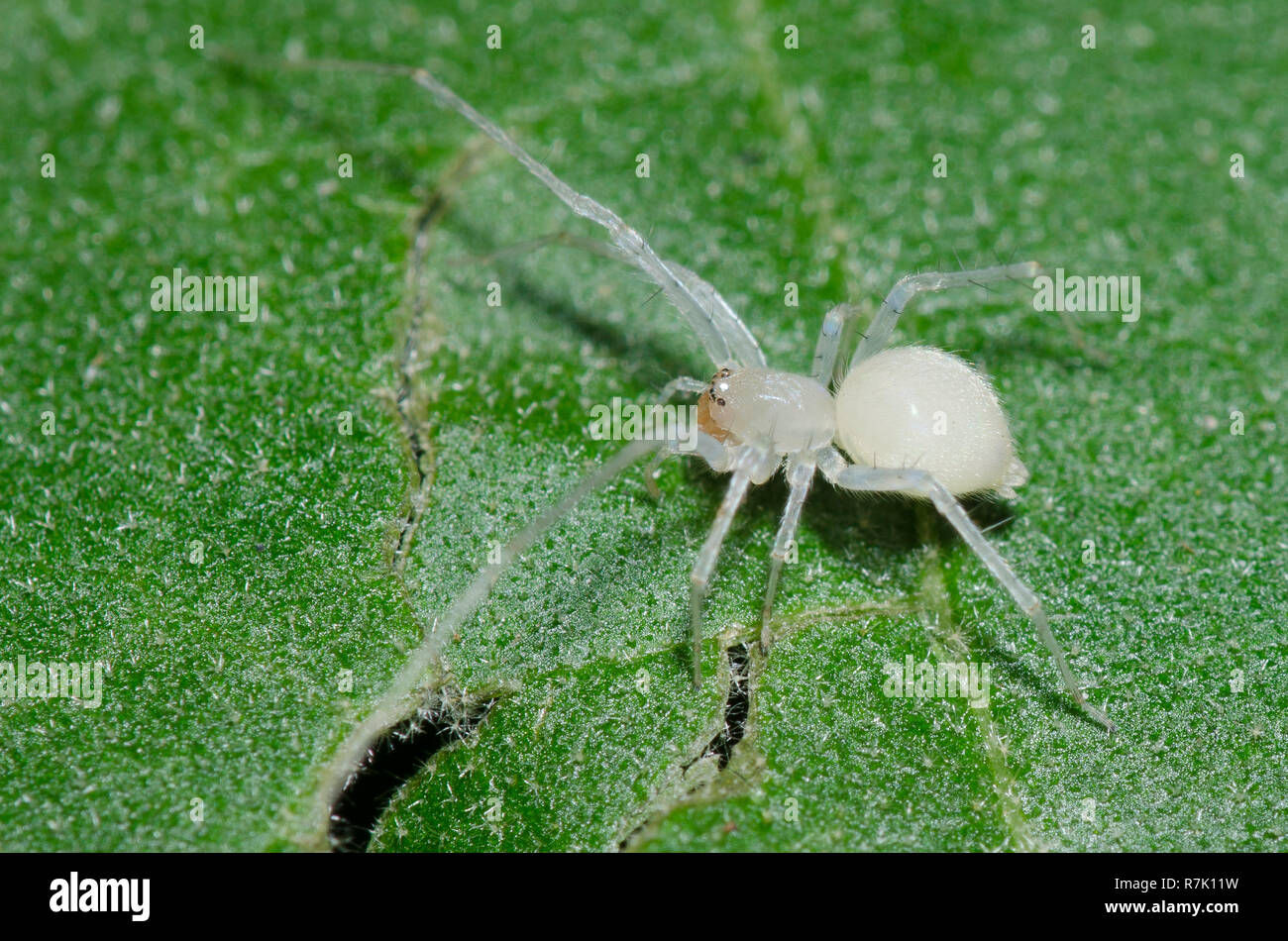 Wallpaper #GvSnOZMBKFX8bn3rXXez49 Ghost Spider Wulfila Sp Stock Photo Alamy